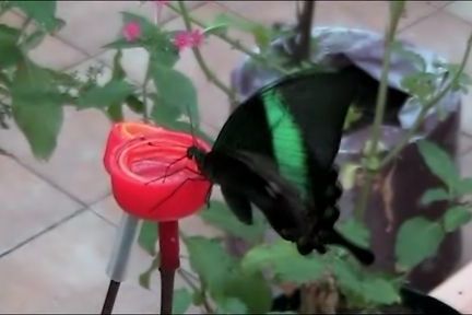 Do Motýlího domu v Žírovích míří stále víc obdivovatelů motýlů