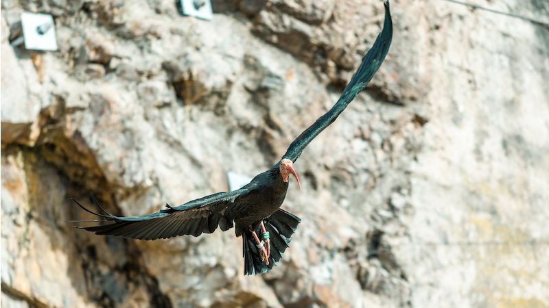 Vzácní ibisové už krouží  v opravené a upravené voliéře