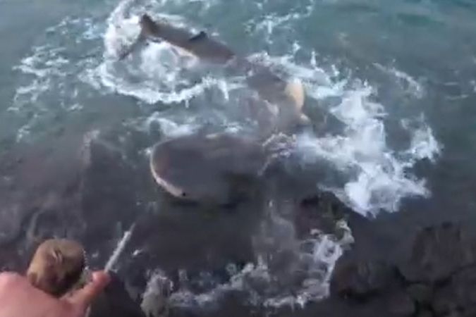 Mladík chytil žraloka tygřího na lano