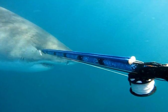 BEZ KOMENTÁŘE: Metr před vyděšeným potápěčem se objevil obrovský žralok bílý