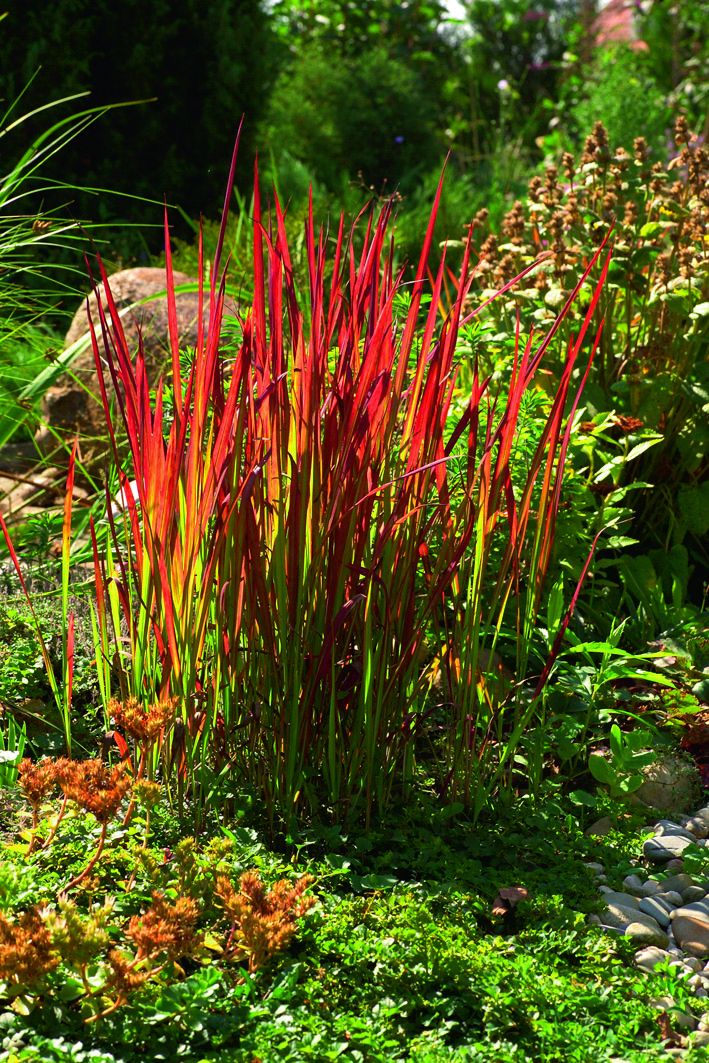Šlehající plameny připomínají listy imperáty válcovité (Imperata cylindrica) Red Baron. Barvu si udržují od jara do podzimu.