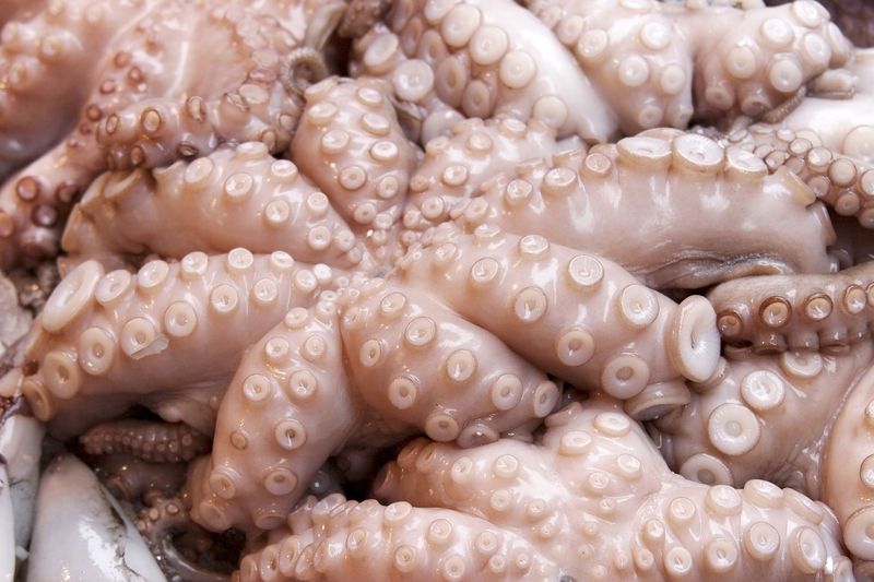 Velké množství malých přísavek může pojídání živé chobotničky pěkně znepříjemnit. Ilustrační foto 