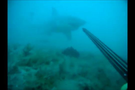 BEZ KOMENTÁŘE: Potápěč odehnal žraloka harpunou
