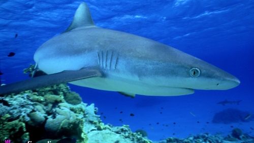 V Egyptě zabil žralok šnorchlující Němku. Ilustrační foto.