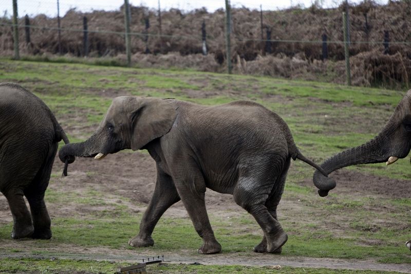 ÚTERÝ: Pochodující sloni ve West Midlands Safari v britském Bewdley