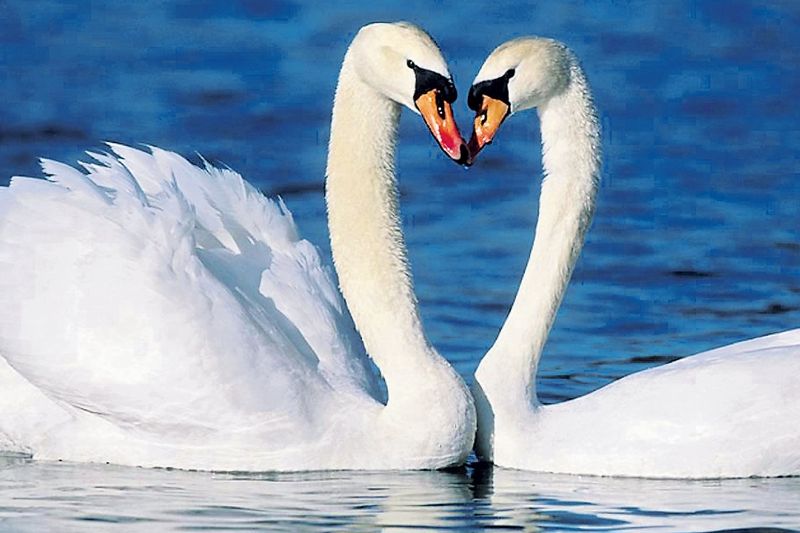 Za věrností páru labutí, které „po lidsku“ označujeme romantickou láskou, je podle všeho jen působení hormonů.