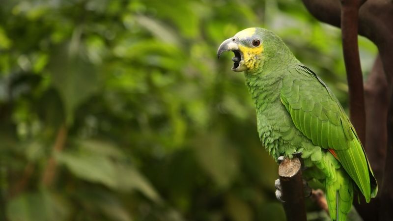 Papoušci mohou být velmi hlasití společníci. Ilustrační foto