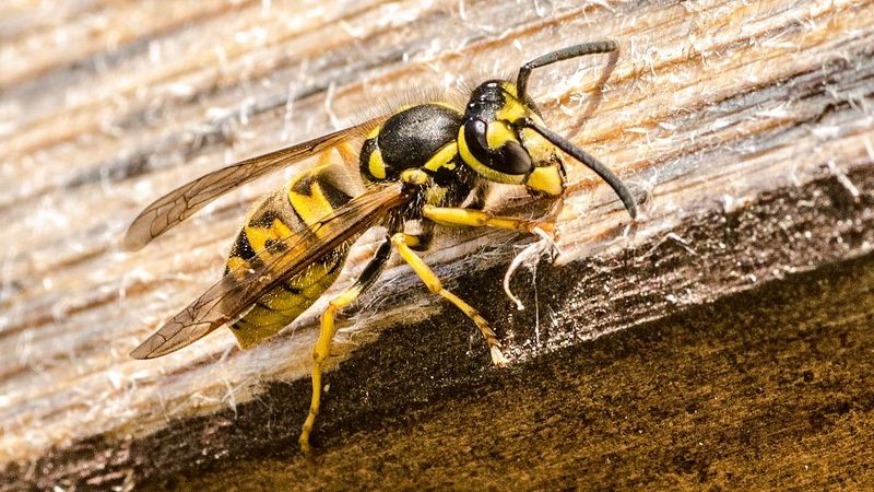 Seniora na Bruntálsku pobodalo dvacet vos. Skončil na urgentním příjmu