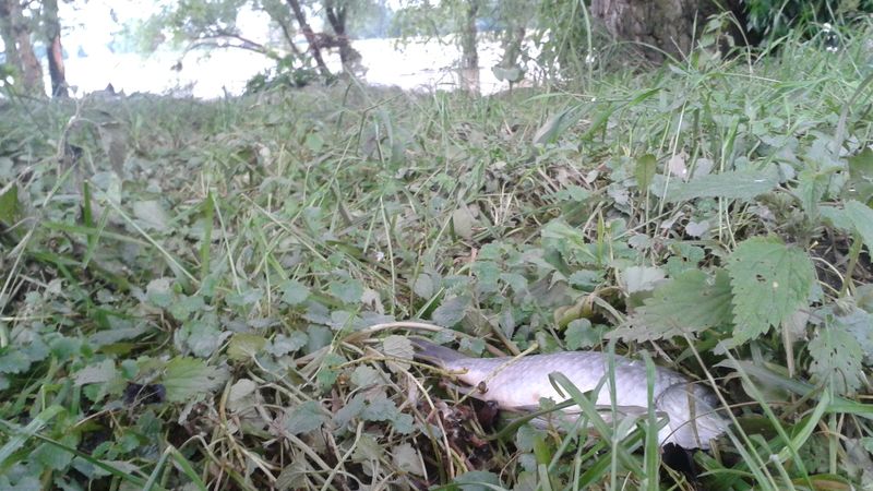 Mrtvá ryba vyvržená po povodni na břehu Vltavy u Mělníka. Spousta z nich zůstala v lagunách. Zdravotníci nedoporučují konzumovat ani ty, které lidé uloví živé.