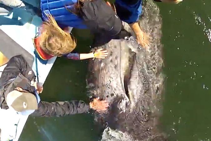 BEZ KOMENTÁŘE: Velrybí mládě plavalo vedle lodi a nechalo se hladit od turistů