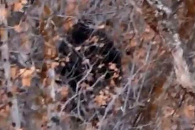 BEZ KOMENTÁŘE: Muž prý v lese v Utahu natočil yettiho