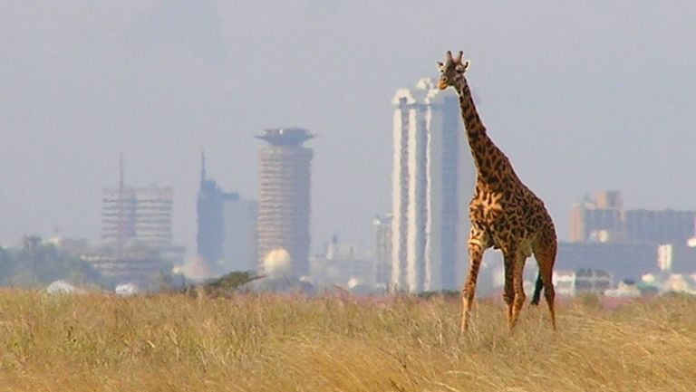 Kdesi za žirafou a tetelícím se vzduchem je bruslařský ovál v Nairobi.