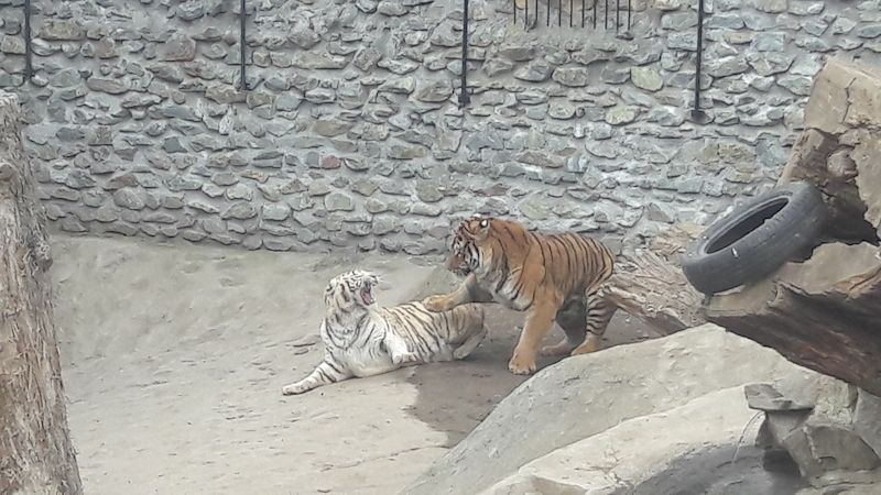 Tygří námluvy v zoologické zahradě v Plasích 