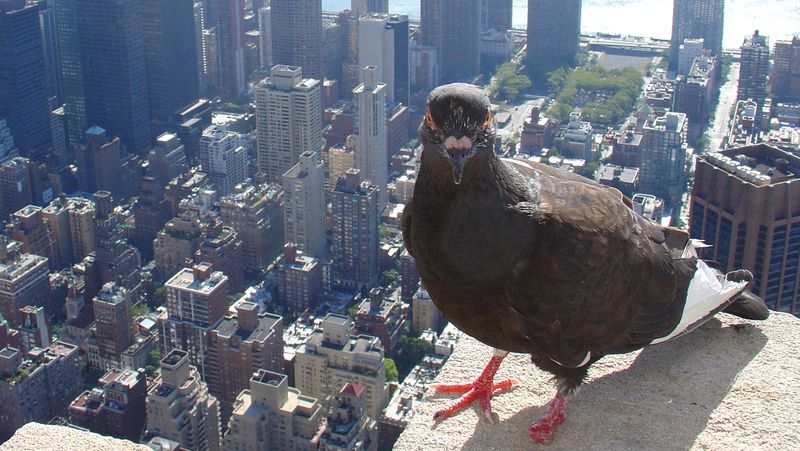 Je to opravdu nádherná vyhlídka, říká si asi holub na Empire State Building. Spíše ale jen čeká, který z davu turistů mířících na střechu Manhattanu ho nakrmí.