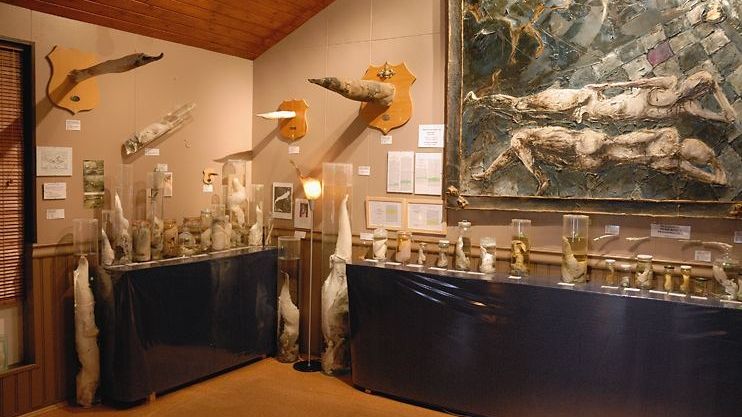 Muzeum penisů vám odhalí „nářadí“ více než 200 savců. 
