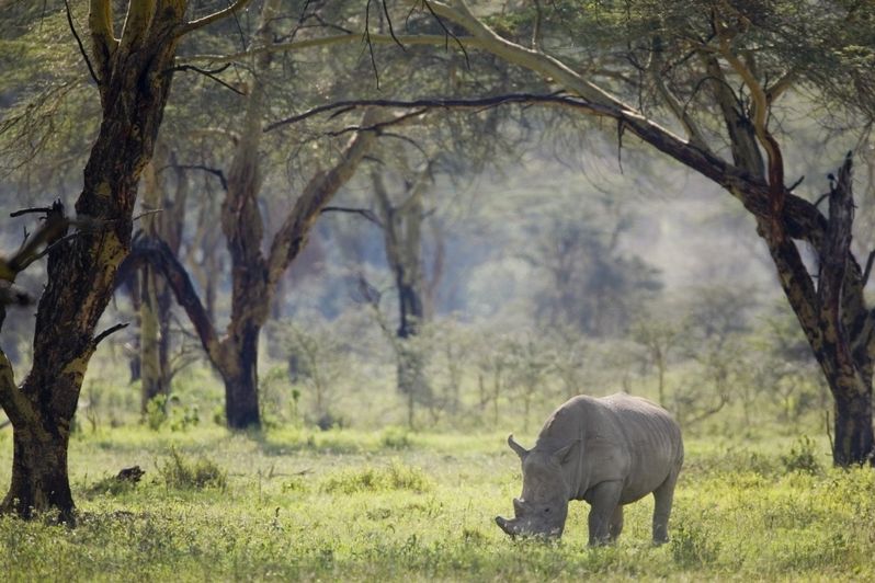 Nosorožec uprostřed lesa v Národním parku v Keni