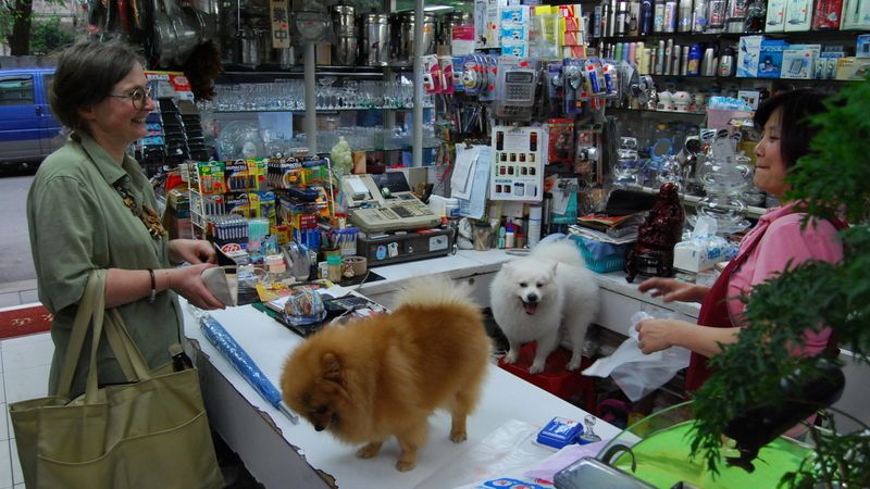 Na Tchaj-wanu pršelo, a tak si musela koupit deštník. Psi patří prodavačce. 