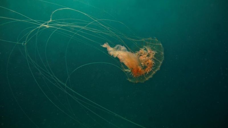 Čtyřhranka je jedna z nejnebezpečnějších medúz v moři.