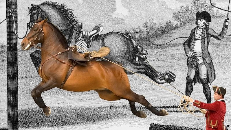 Portugalské plemeno lusitánského koně je jedním z předků starokladrubských koní. 