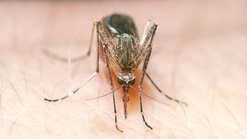 Komár pisklavý (Culex pipiens)