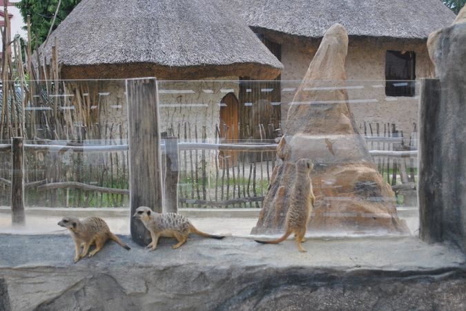 Surikaty v zoo Ohrada u Hluboké nad Vltavou