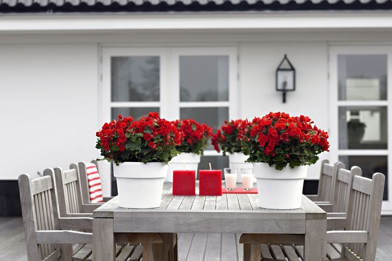 Červeno bílé dekorace na stole docílíme begoniemi, které nás potěší množstvím barevných květů, doplněným barevnými svíčkami.