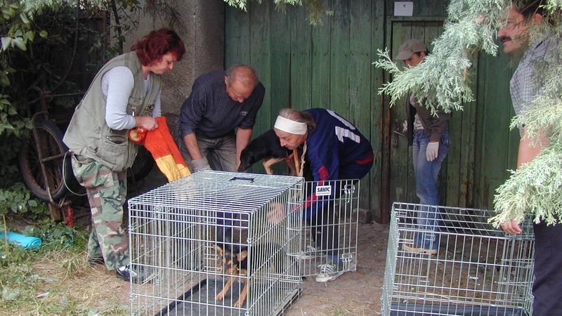 Odchycení psi chovatelky ze Štarnova byli převáženi do útulků v klecích.