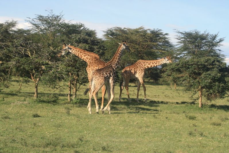 Žirafy se popásají na listech akácií.