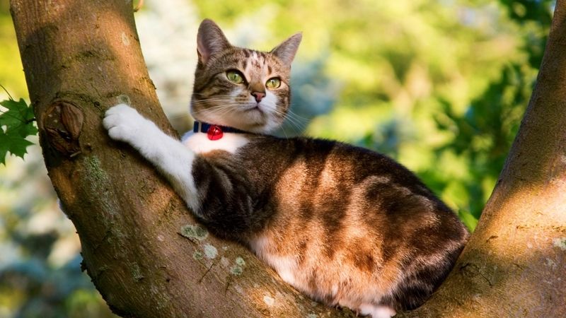 I domácí kočky v sobě někdy probudí své pudy a vyšplhají na strom. S cestou dolů si však občas nevědí rady. Ilustrační foto