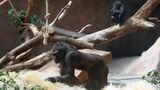 Další gorily z pražské zoo mají covid