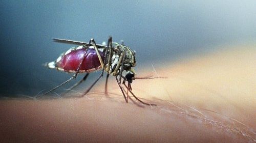 Zrádná horečka dengue. Z cest si ji přiváží stále více Čechů