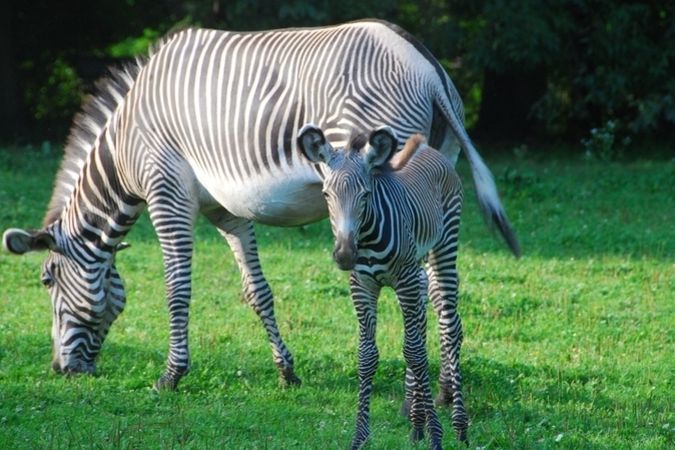 Mládě zebry Grévyho je k vidění v pavilónu afrických zvířat.