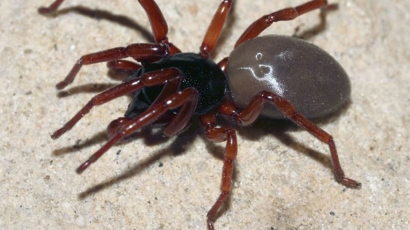 Nový druh pavouka šestiočka moravská