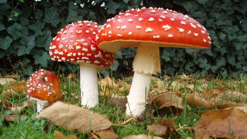 Že se jedovaté houby nesbírají? a východě Ruska to není tak docela pravda.