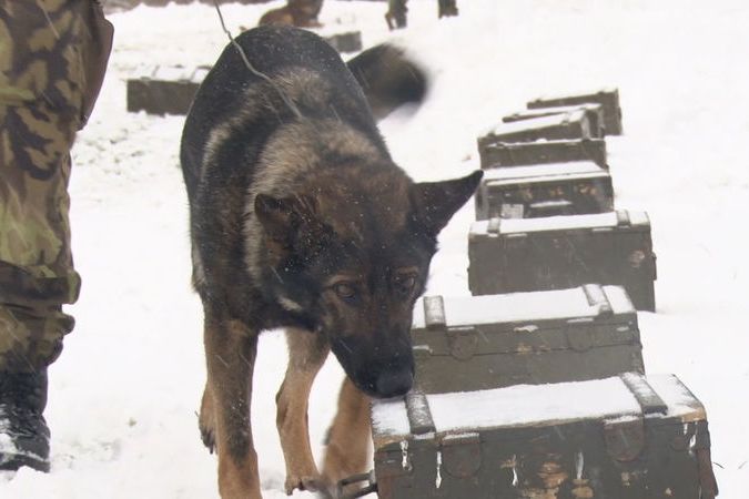 Čeští psi slouží po celém světě