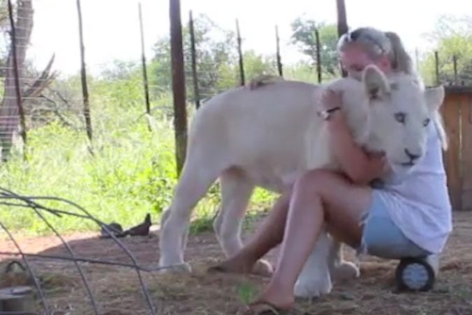 Jak si žijí bílí lvi mezi turisty