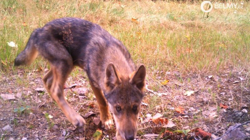 Vlk kouká do objektivu fotopasti v oblasti Vraních hor na Trutnovsku, kde vlci letos vyvedli mladé