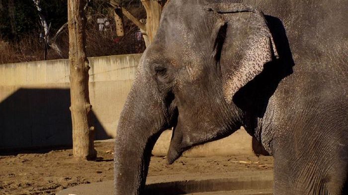 Při odvykací kúře dostával slon pětinásobek lidské dávky metadonu. Ilustrační foto.