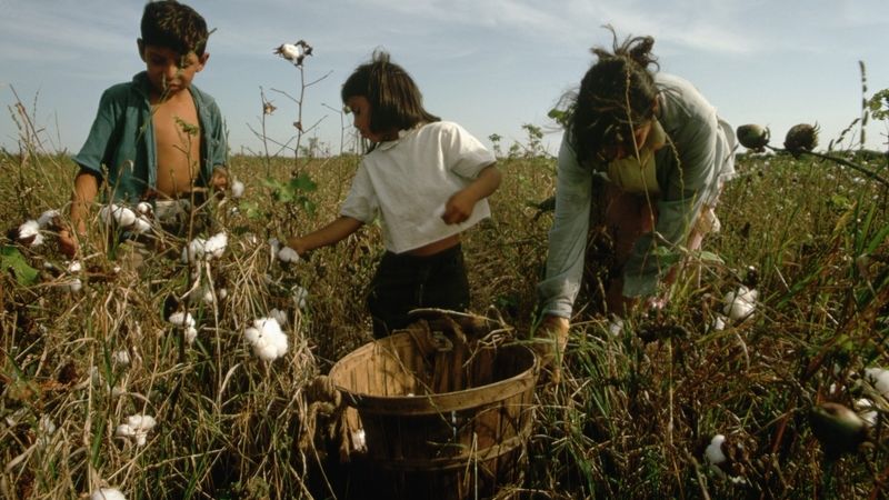 Na to, že bavlnu musejí sklízet otroci ve věku od deseti let, přišla agentura Bloomberg News Agency.