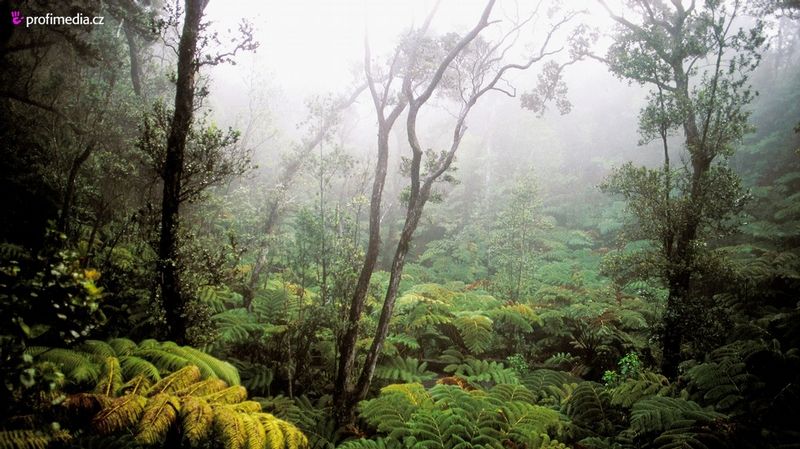 Divoké a bujné rostliny Polynesie