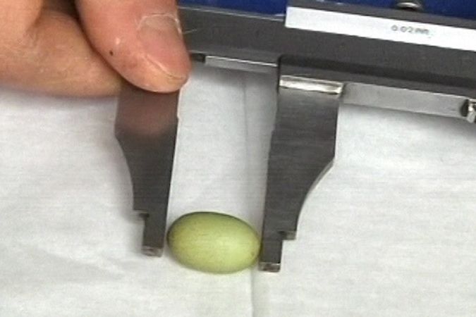 Slepice snesla nejmenší vejce na světě, je velké jako korunová mince