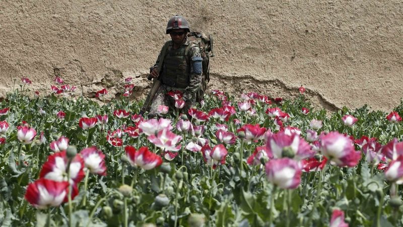 Afghánský voják u makového pole 