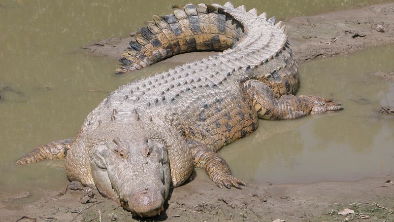 Tohoto mořského krokodýla opravdu nechcete potkat na vratké kanoi.