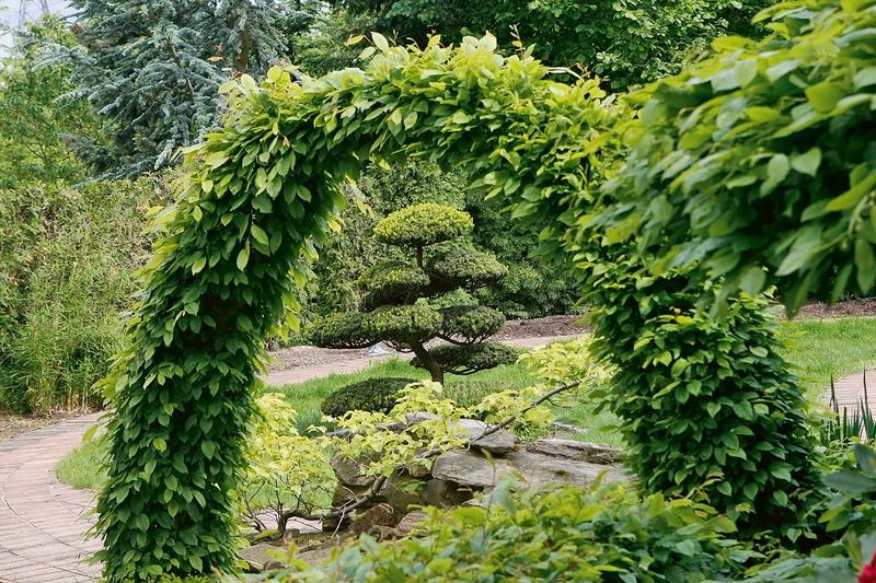 Menší Zahrada tří bran je pozorovací. Tvoří ji brány – oblouky živě spojených stromů. Při průchodu se lehce skloníme, čímž dáme najevo svoji pokoru před přírodou. 