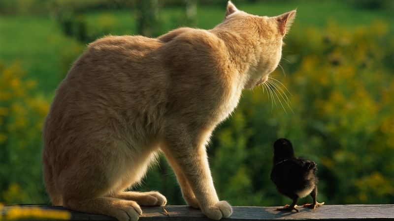 Kocour a kuře - nepravděpodobné přátelství? Ilustrační foto.