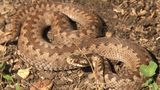 Ruští vědci oslabují covid hadím jedem