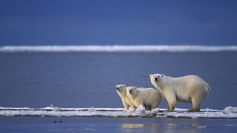 Medvěd lední má zpravidla jedno nebo dvě mláďata, o která se stará, jak nejdýl to jde.