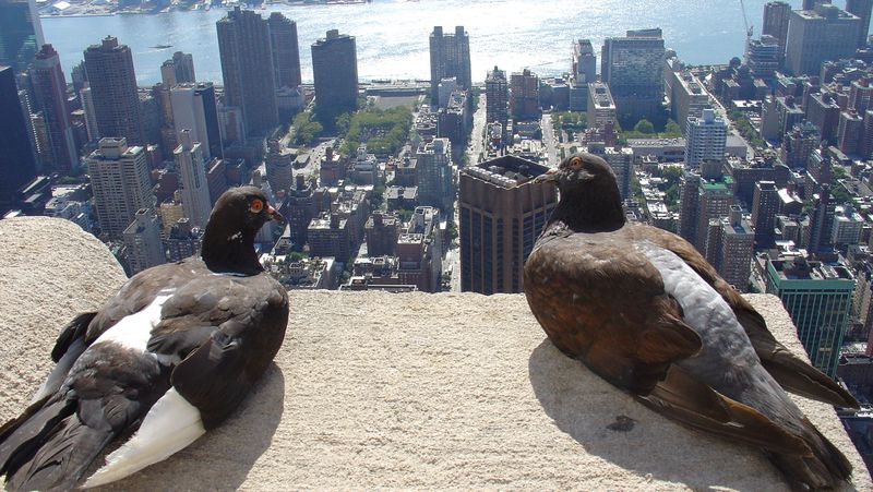 Divná nejsou zvířata, ale lidé, říkají si možná tito holubi shlížející na ruch v ulicích newyorského Manhattanu.