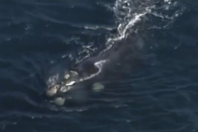 Surfaře srazila ocasem velryba