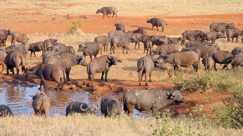 Leden patří k nejlepším měsícům pro safari v Keni.